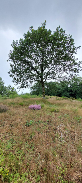 Un arbre remarquable