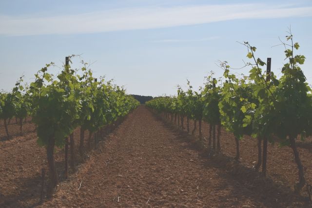 Photo d'alignements de vignes