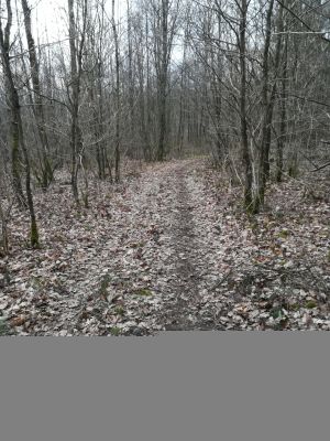 Sur le chemin de la randonnée - on entend se casser les branches