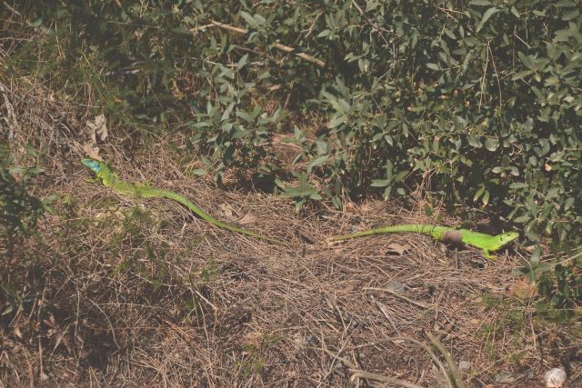 Lézards verts en bordure de parking