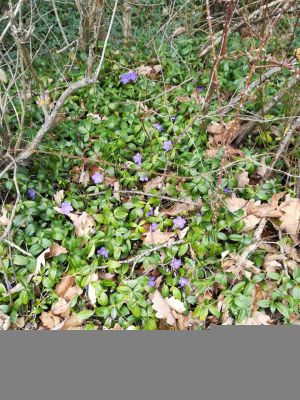 Nature en fleur