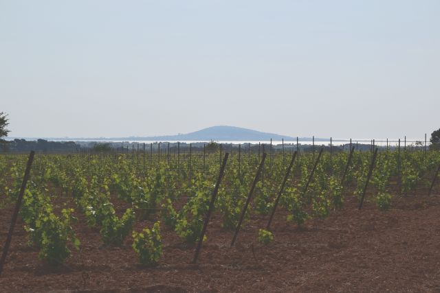 Photo de vignes et Sète au loin